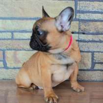 Щенки из питомника РКФ, в Москве