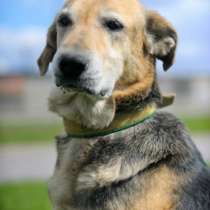 Отдам даром Эфа - собака, которую больше не любят, в Санкт-Петербурге