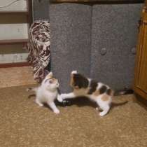 Отдам в хорошие руки котят -двух девочек, 2-х месячных, в Калининграде