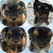 Продаю щенков йоркширский терьер, в Волгограде