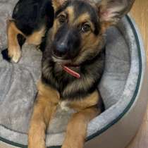 Щенок ВЕО, в Уфе