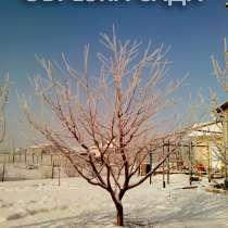 Зимняя обрезка плодовых деревьев, в Белгороде