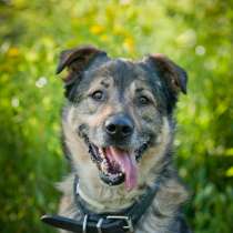 Отдается в дар верный и преданный пес Мартин 5,5 лет!, в Москве