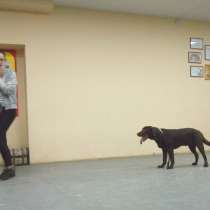 Дрессировка собак в Благовещенске и Белогорске, в Благовещенске