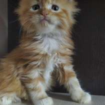 Котята Мейн-кун, в Санкт-Петербурге