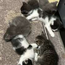 Котята 1 мес, в Астрахани