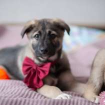 Щенок в добрые руки, в Истре