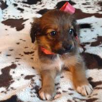 Милейшие щенки от домашней собачки, в Иркутске