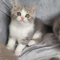 Котята шотландские Scottish Fold/Straight, в г.Бельцы