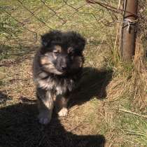 Щенки срочно ищут дом, в Москве