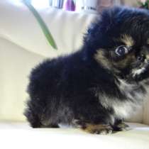 Щенок померанского шпица- микро - медвежонок, в г.Минск