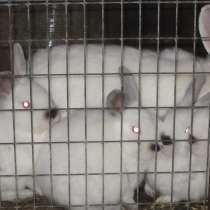 Породистые кролики на завод, в Волгограде