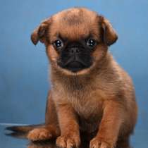 Пти-брабансон рыжий мальчик, в Москве