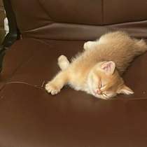 Котенок британец золотая шиншилла, в Серпухове