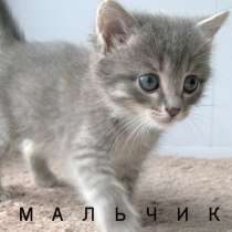 Отдам очаровательных котят, 1,5 месяца!, в Таганроге