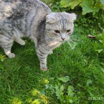 Шотландская вислоухая кошка бесплатно, в Боровске