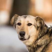 Отдается мужчина в расцвете сил, в Москве