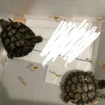 Черепаха, в Волхове