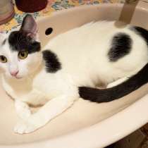 Котенок белый Лелик ищет дом!, в г.Минск