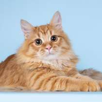 Нежный ласковый рыжий котик Лютик, в Москве