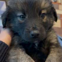 Щенок 2 месяца, в Орле