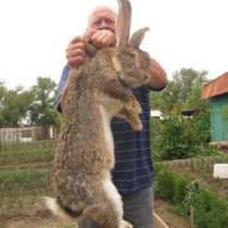 Кролики в Абакане, кролики в Саяногорске, в Абакане