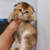 Котята на продаже, в Грозном