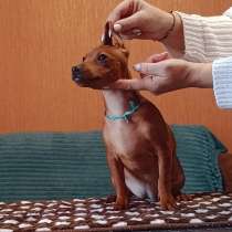 Щенки цвергпинчера, в Владимире