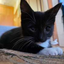 Отдам котенка в добрые руки, в Новосибирске