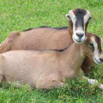 Племенные козы Ламанча (Скот из Европы класса Элита и Элита), в г.Ереван