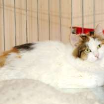 Кошечка Лола, в Москве