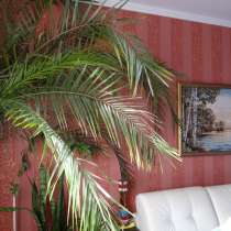 Финиковая пальма 3,5 м, в Москве