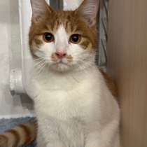 Молодой котик ищет дом!, в Благовещенске