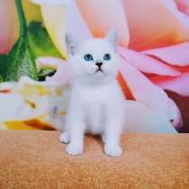Шотланский котёнок для души, в Челябинске