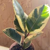 Фикусы разные, в Москве