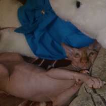 кота породы канадский сфинкс, в Нижнем Тагиле