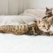 Котенок чаузи ф2 до 18 кг, в Санкт-Петербурге