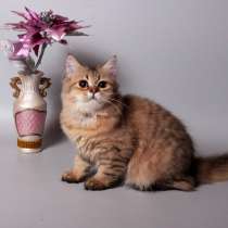 Золотая британская девочка, в Москве