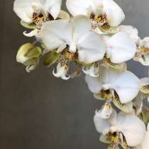 Орхидея Phalaenopsis stuartiana Pico, в Ростове-на-Дону