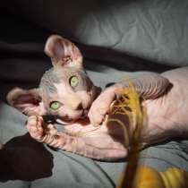 Male Elf sphynx ❤️малыш эльф, в Москве