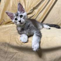 Продается ласковый котенок породы мейн Кун, в Москве