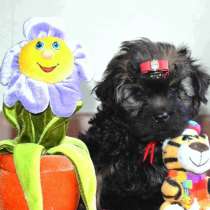 Русская цветная болонка очаровательная девочка, в Санкт-Петербурге