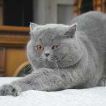 Вязка. Британский кот голубого окраса, в г.Минск