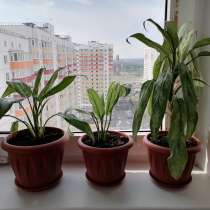 Комнатные растения, в Ростове-на-Дону