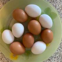 Домашние куриные яйца, в Кудрово