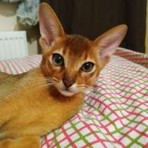 Абиссинский котенок дикого окраса, в Череповце