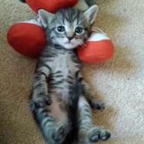 Элитные. Угольные Бенгальские котята, блек-сокет, в Санкт-Петербурге