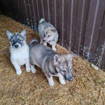 Щенки Западно-сибирской лайки от Чемпиона, в Курске