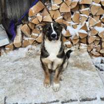 Щенки-мальчишки ищут дом, в Санкт-Петербурге