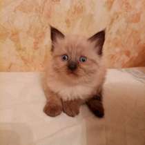 Отдам в добрые руки котят, в Ногинске